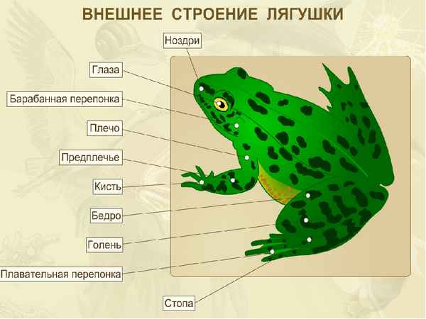 
    Урок биологиив 7-ом классе на тему "Класс земноводных. Озерная лягушка".

      