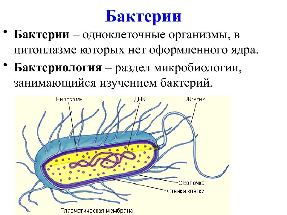 
    Урок по теме "Бактерии, их строение и жизнедеятельность"

      
