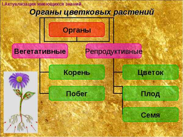 
    Урок биологии 6-й класс "Органы цветкового растения: Лист"

      
