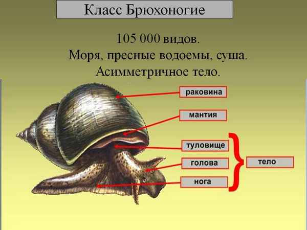 
    Урок-презентация по теме "Класс Брюхоногие моллюски"

      