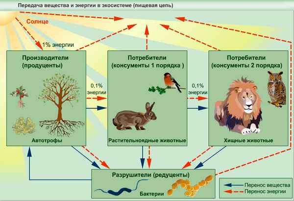 
    Урок биологии "Взаимосвязи организмов в природе"

      