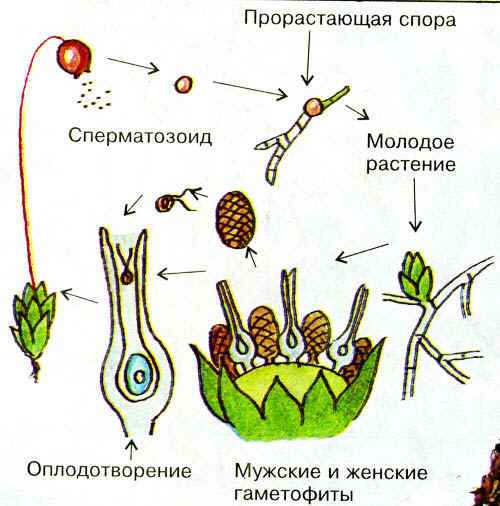 
    Урок биологии. 7-й класс, УМК под редакцией Сонина Н.И. Тема: "Половое размножение растений"

      