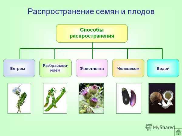 
    Урок биологии "Плоды. Распространение плодов и семян"

      