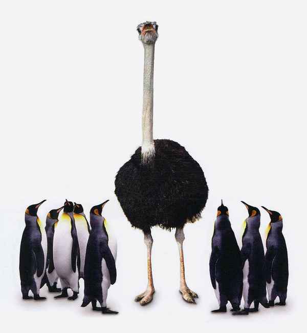 
    Сюжетно-ролевая игра "Почему не могут жить вместе страусы и пингвины"

      