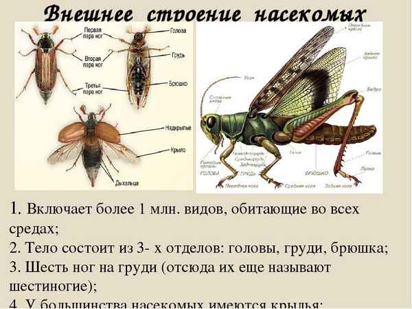 
    Внешнее строение и образ жизни насекомых

      