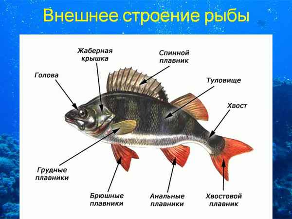 
    Урок биологии по теме "Внешнее строение и образ жизни рыб"

      