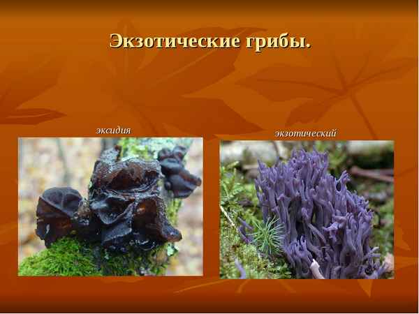 
    Интегрированный урок (биология + информатика) по теме "Эти странные грибы"

      