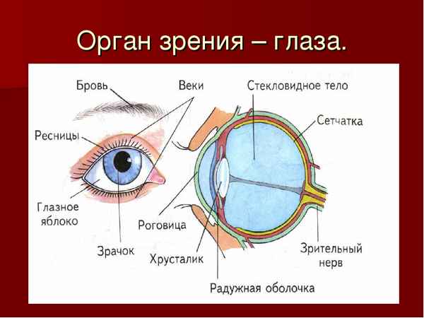 
    Урок биологии в 8-м классе по теме "Орган зрения — глаз"

      