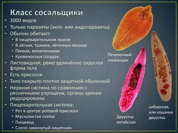
    Урок "Разнообразие плоских червей: сосальщики и черви". Презентация. Приложение 1, 2. Тезисы

      