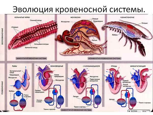 
    Урок изучения нового материала по теме "Эволюция строения и функций органов и их систем", "Кровообращение"

      