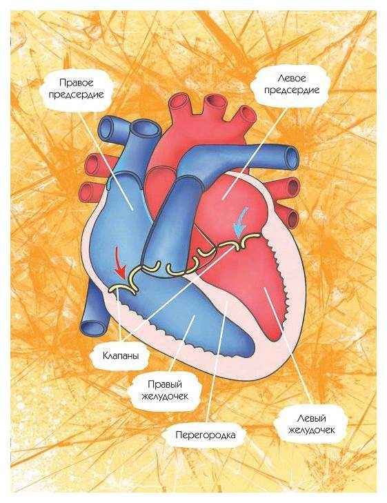 
    Валеологическая тетрадь "Мое сердце"

      