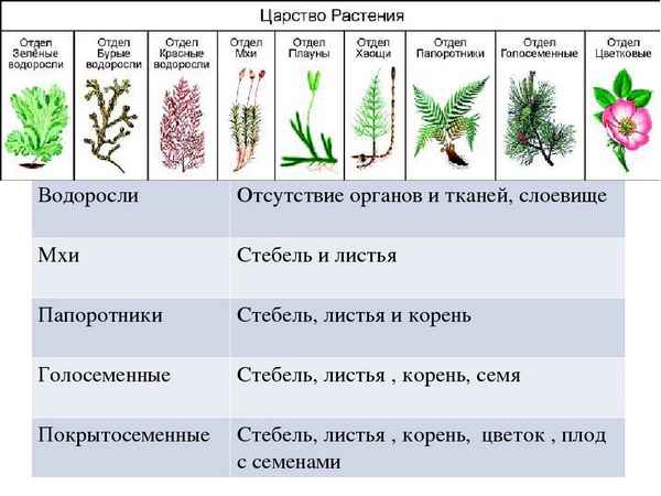 
    Обобщающий урок по теме "Отделы растений". 6-й класс

      