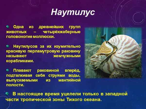 
    Открытый урок "Многообразие и значение моллюсков"

      