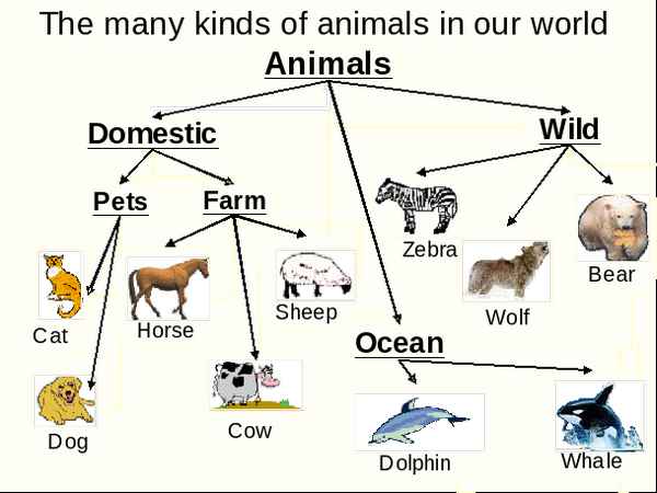 
    План-конспект урока биологии и английского языка по теме "Животные в жизни человека", "Animals in Our Life"

      