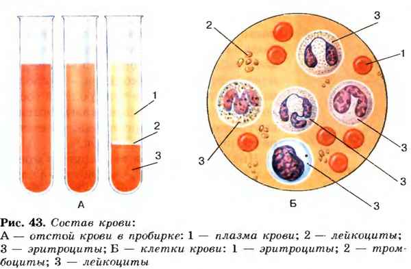
    Урок биологии "Состав крови"

      
