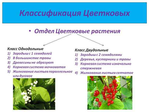 
    Конспект урока биологии в 6-м классе по теме "Отдел цветковых растений. Признаки цветковых растений и их классификация"

      