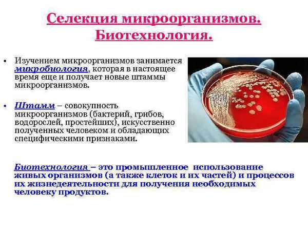 
    Урок-презентация "Селекция микроорганизмов. Биотехнология"

      