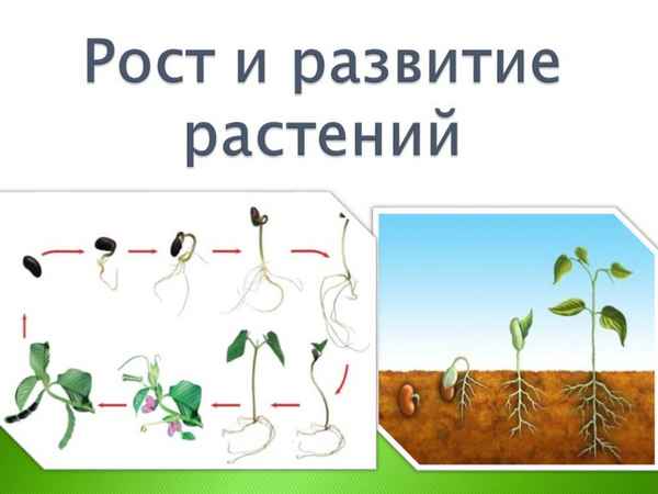 
    Урок биологии в 7-м классе "Рост и развитие растений" с применением ПК

      