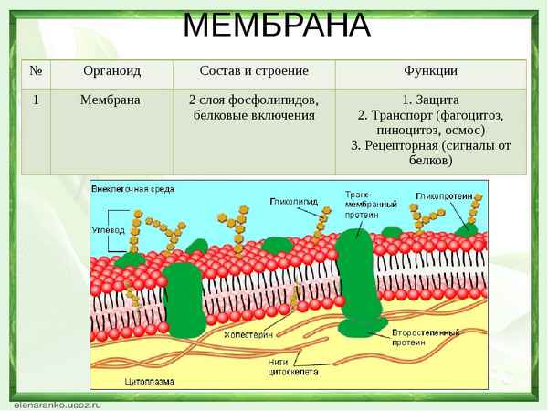 
    План-конспект урока "Плазматическая мембрана: строение, функции"

      