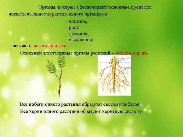 
    Процессы жизнедеятельности корневых систем растений (6-й класс)

      