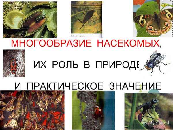 
    Тема урока "Многообразие насекомых, их роль в природе и пpaктическое значение"

      