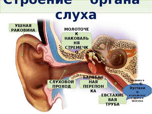 
    "Строение органа слуха. Гигиена зрения и слуха"

      
