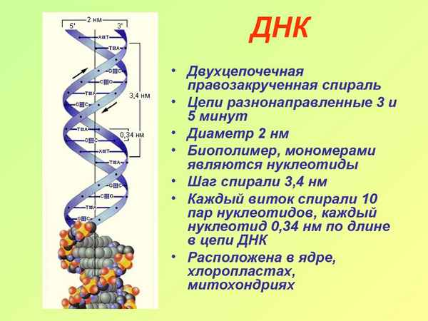 
    Мастерская построения знаний "Рождение ДНК". Урок биологии в 9-м классе

      