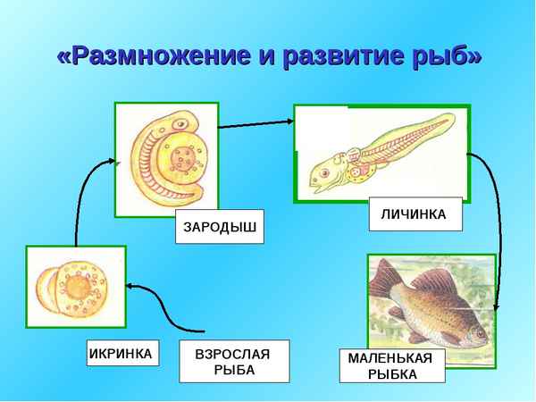 
    "Размножение рыб". 7-й класс

      