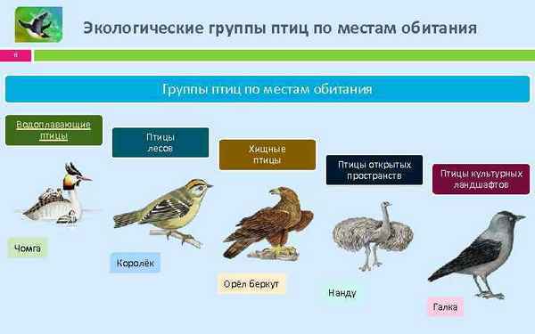 Серия проектных уроков по зоологии: Экологические группы птиц >  Лаборатория фитоинвазий