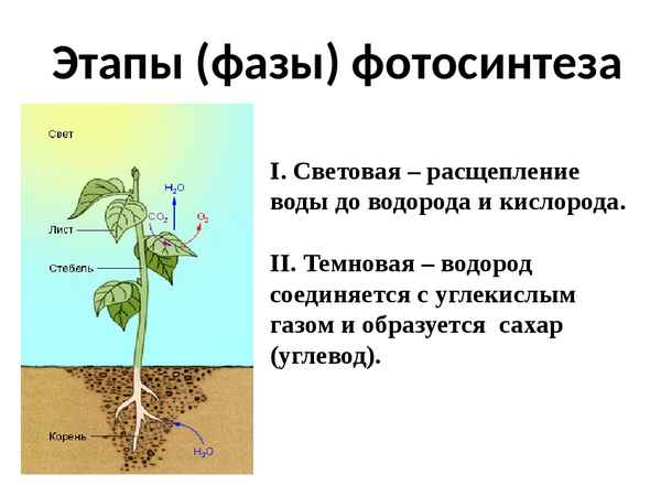 
    Урок: "Воздушное питание растений. Фотосинтез" (6-й класс)

      