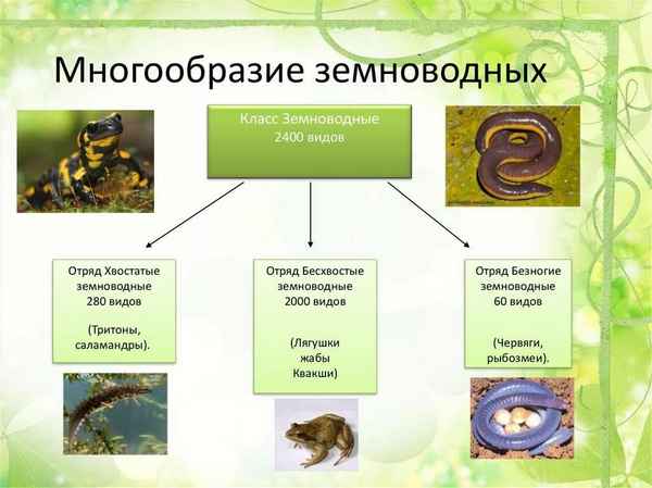 
    Открытый урок по биологии в 7-м классе по теме "Многообразие земноводных, их значение и охрана"

      