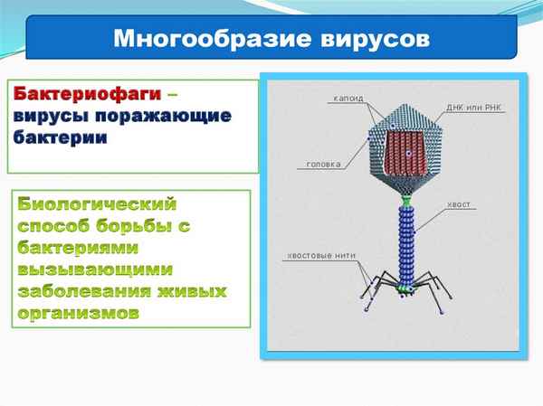 
    Урок с использованием информационных технологий при изучении темы "Неклеточные формы жизни. Вирусы и бактериофаги"

      