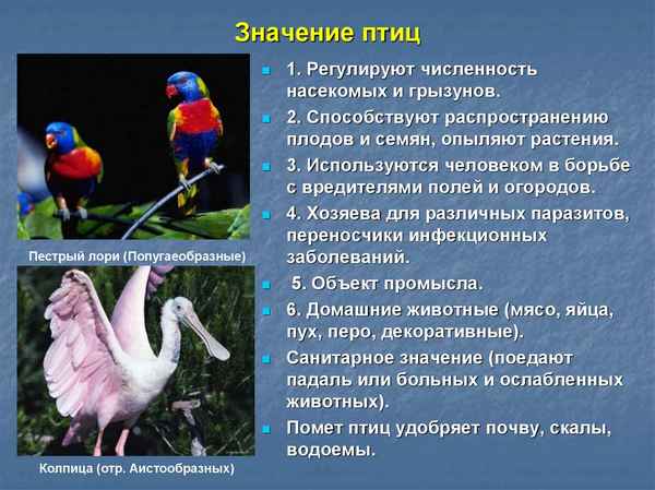 
    Урок биологии в 7-м классе по теме "Значение птиц"

      