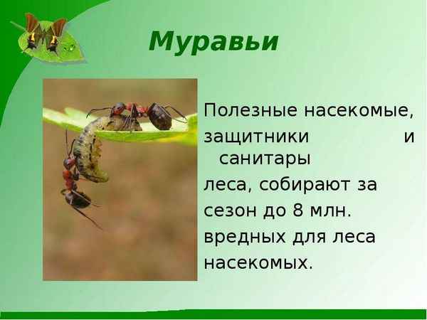 
    Урок биологии в 7-м классе "О пользе и вреде насекомых"

      