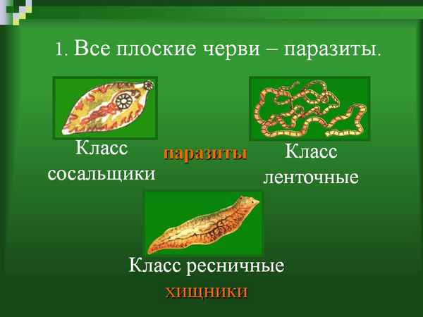 
    Урок по теме "Плоские черви-паразиты" (7-й класс)

      
