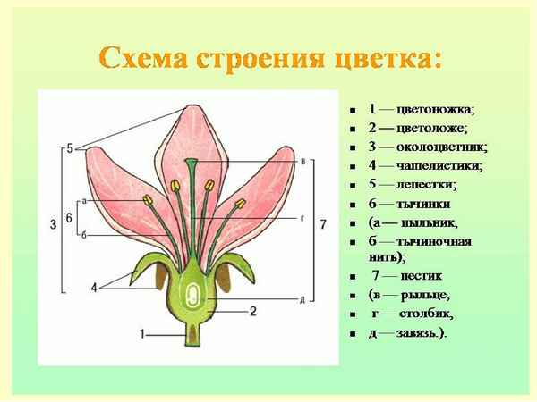 
    Урок биологии в 6-м классе по теме "Цветок"

      