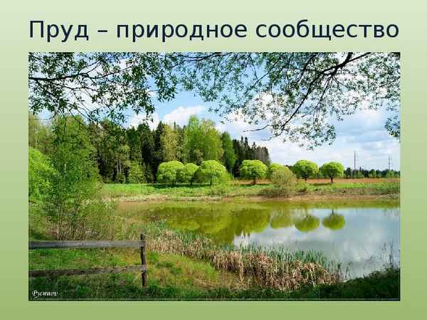 
    Природные сообщества Хабаровского края. Заочная экскурсия-вертушка

      