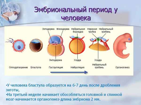 
    Открытый урок биологии по теме "Эмбриональное развитие организмов"

      
