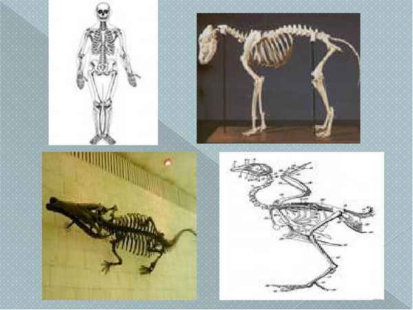 
    Проект урока биологии, 6-й класс, "Скелет"

      