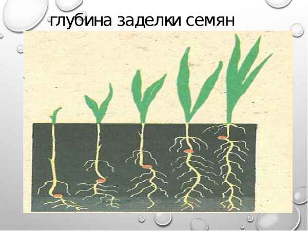 
    Урок-исследование "Условия прорастания семян"

      