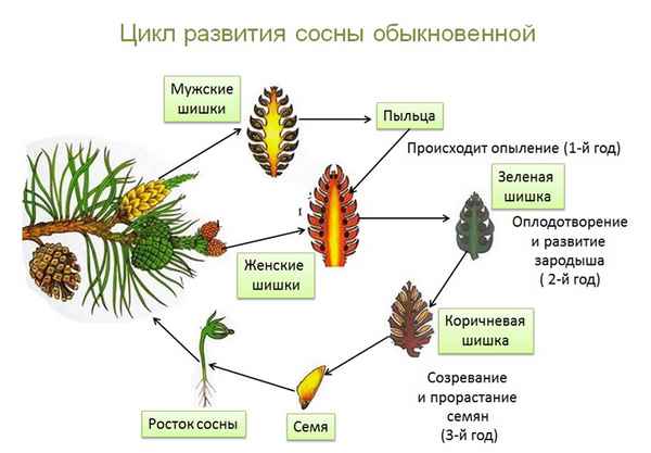 
    Особенности строения голосеменных растений (6-й класс)

      