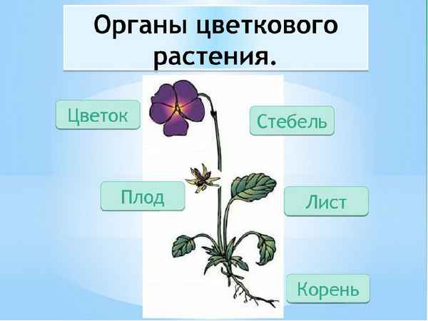 
    Урок биологии "Органы цветкового растения. Цветок". 6-й класс

      