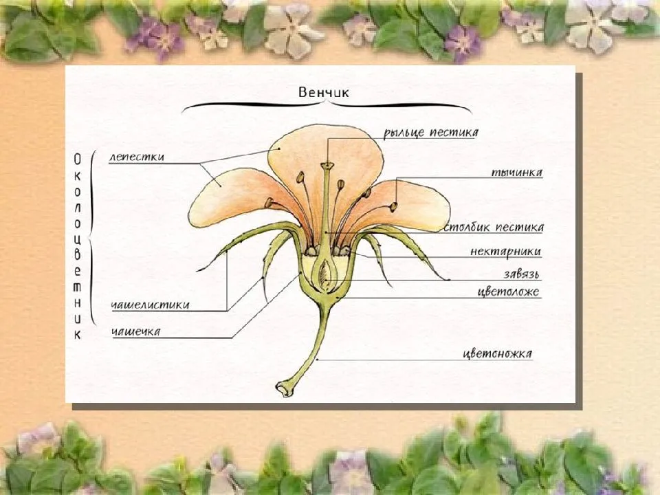 
    Урок биологии в 6-м классе (программа Н. Н. Сонина) "Строение цветка"

      
