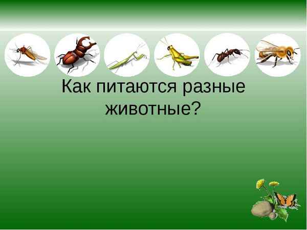 
    Урок природоведения в 5-м классе "Как питаются разные животные" (по программе И.Н. Пономаревой)

      