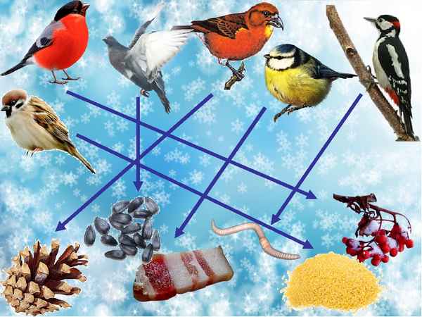 
    Методическая разработка занятия по теме "Жизнь птиц зимой"

      