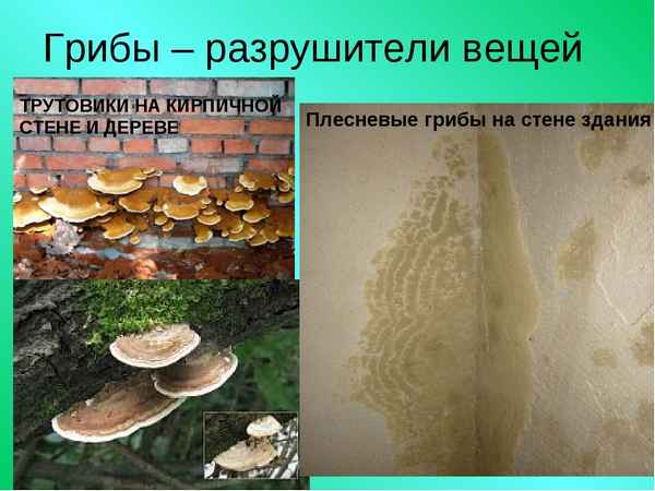 
    Изучение трутовых грибов в природных сообществах

      