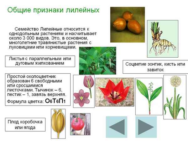 
    Урок "Хаpaктеристика растений семейства Лилийные"

      