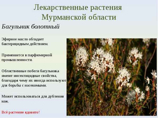 
    Лекарственные растения Мурманской области

      