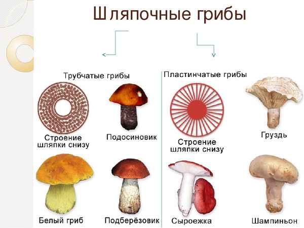 
    Шляпочные грибы

      