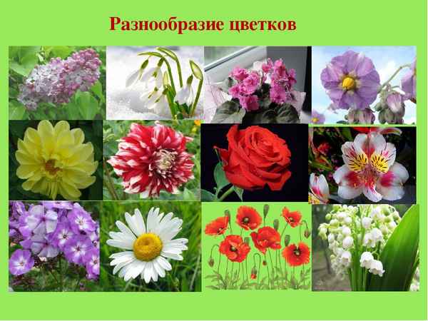 
    Строение, красота и многообразие цветов в природе и в творчестве русских поэтов

      